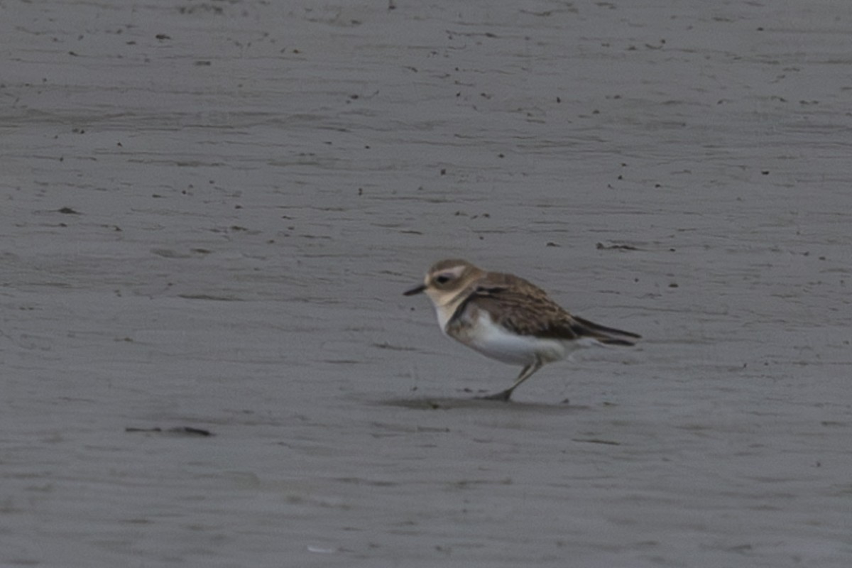 Double-banded Plover - ML614554457