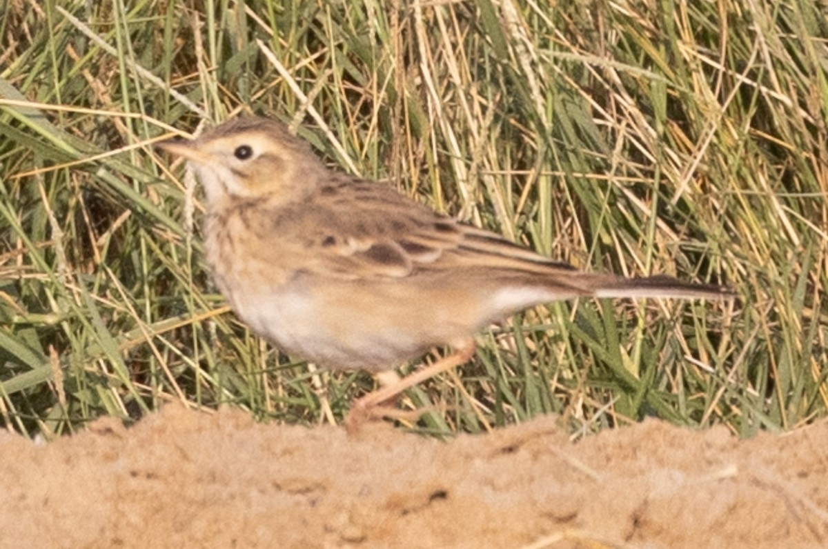 Blyth's Pipit - ML614554495