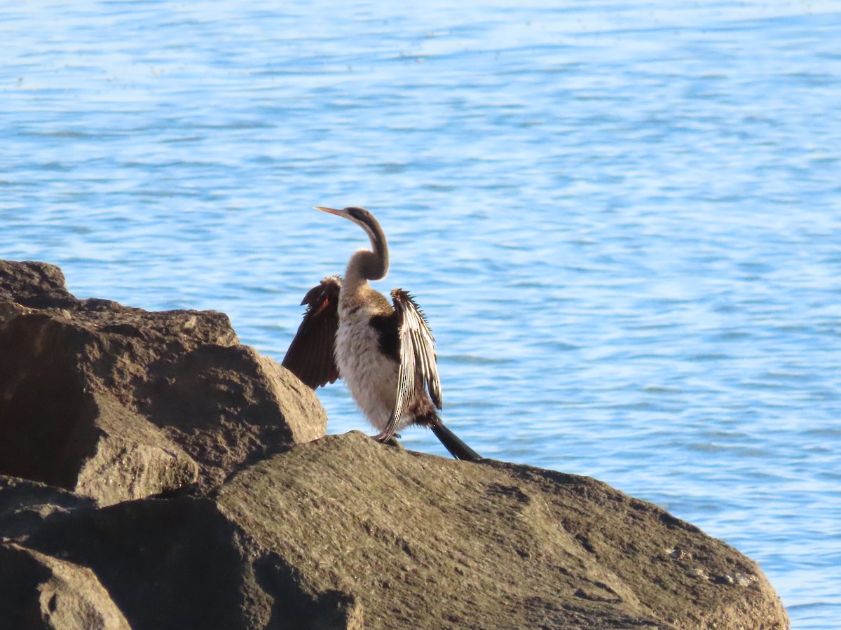 Anhinga Australiana - ML614554529