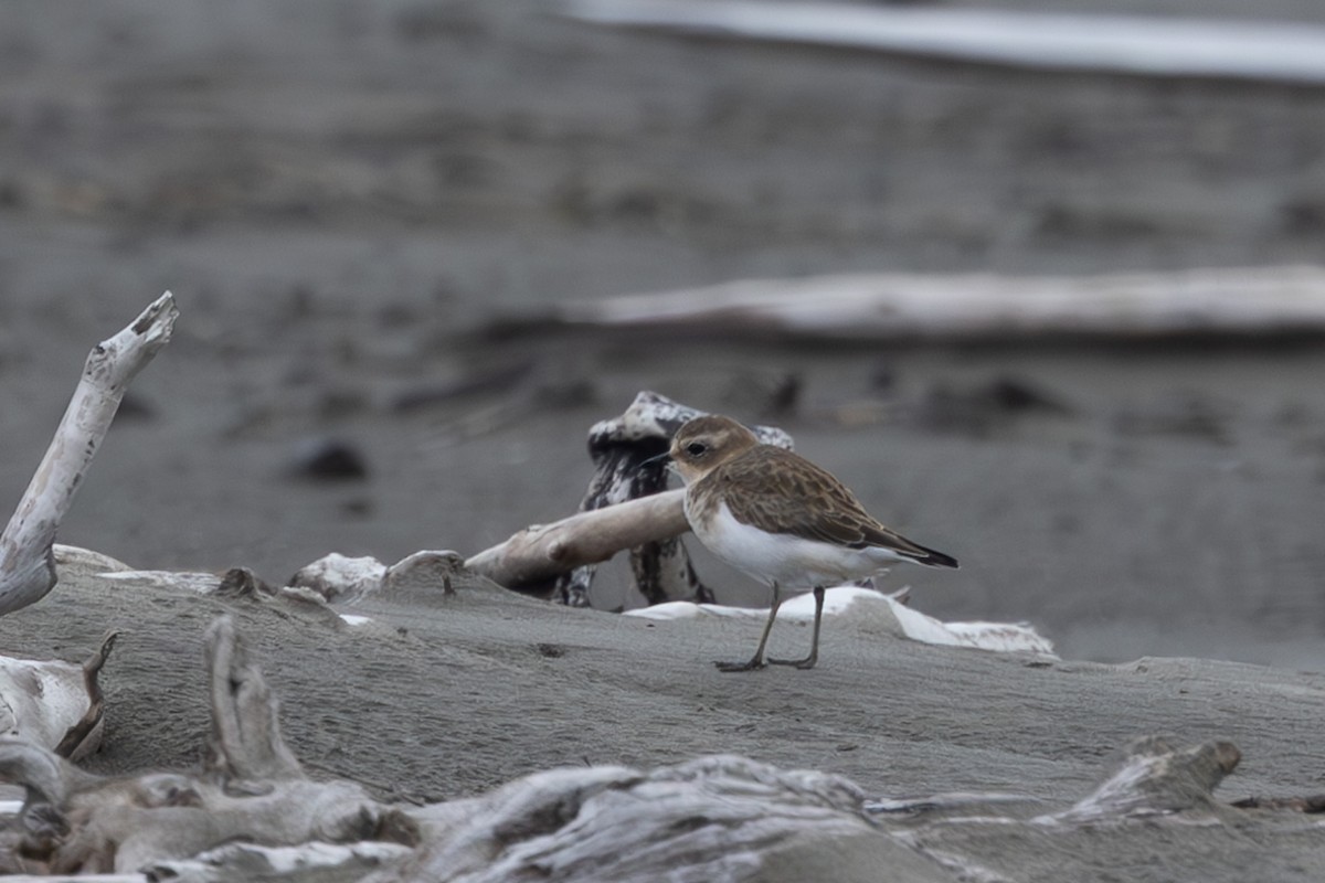 Double-banded Plover - ML614554540