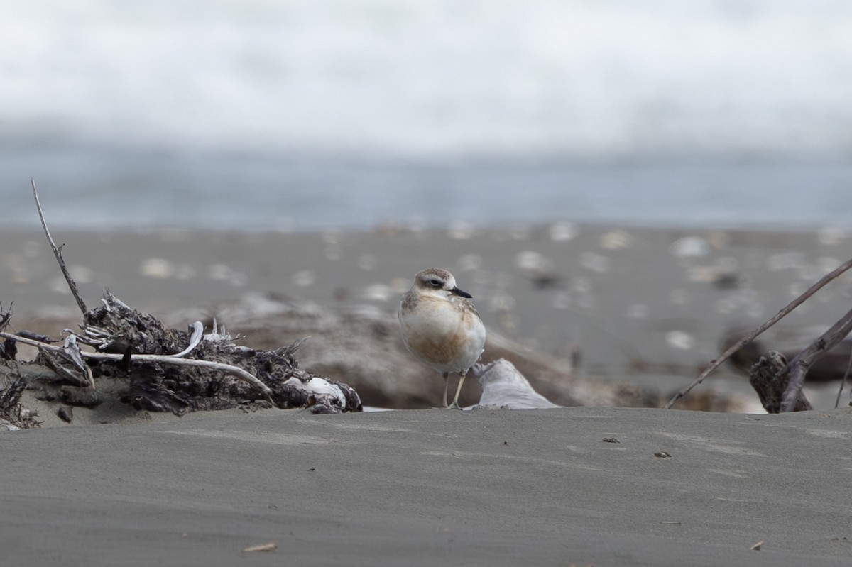Red-breasted Dotterel - ML614554554