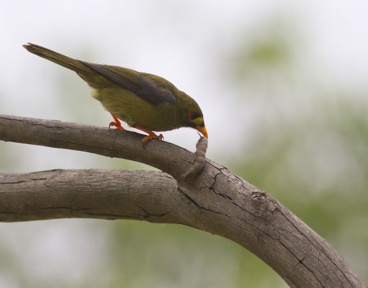 Bell Miner - ML614554558