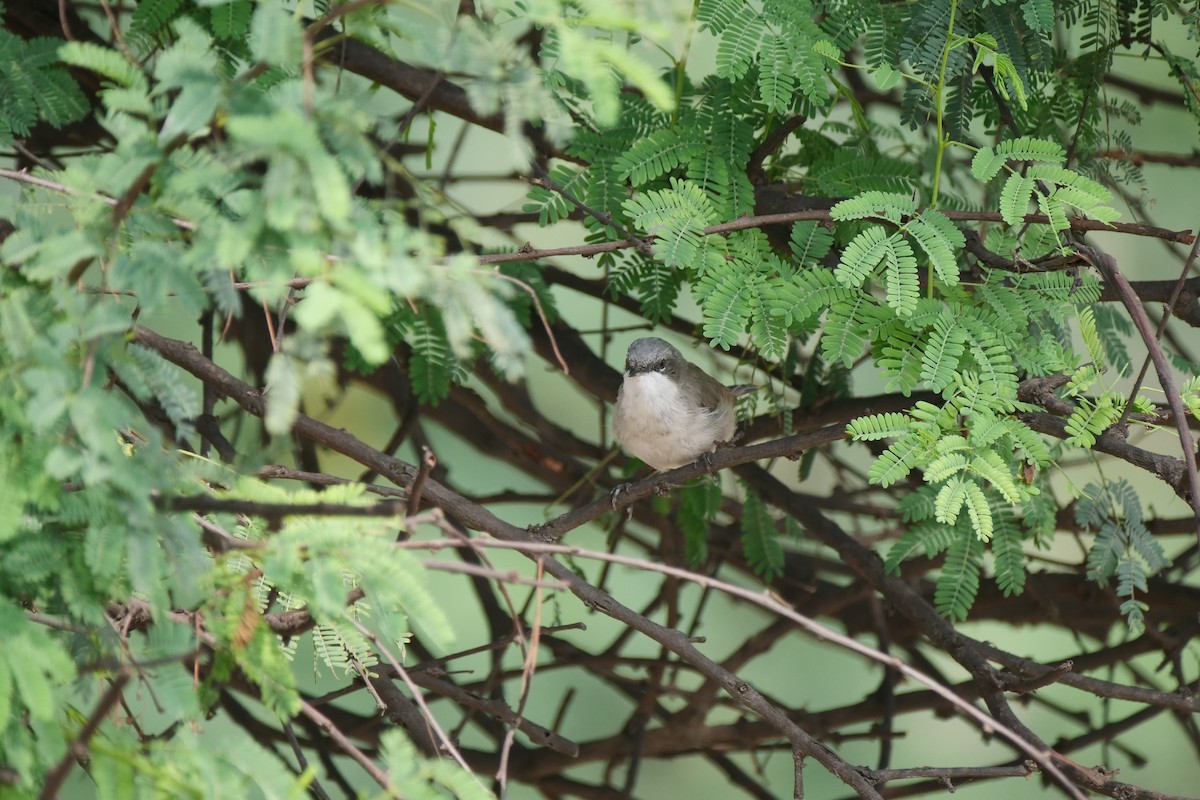 Lesser Whitethroat - ML614554559