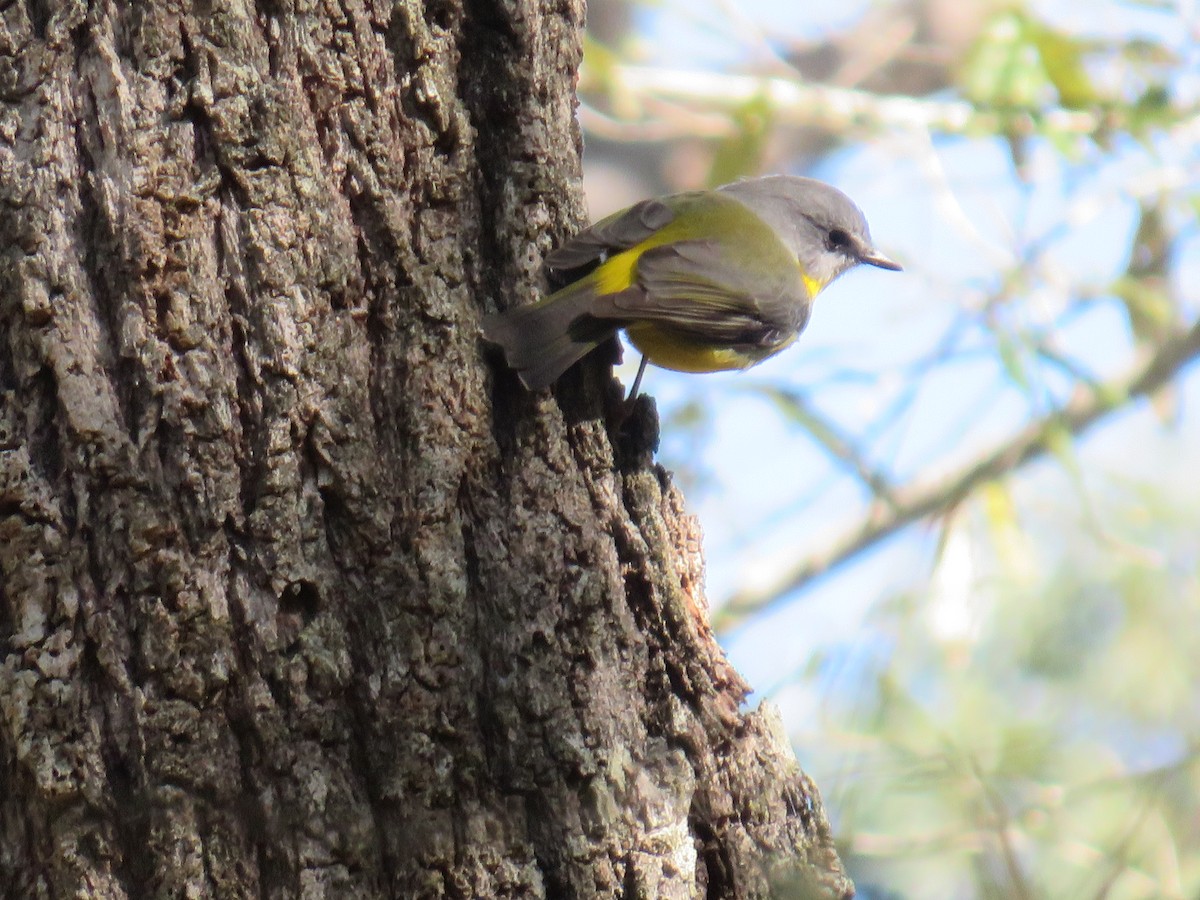 Eastern Yellow Robin - ML614554570