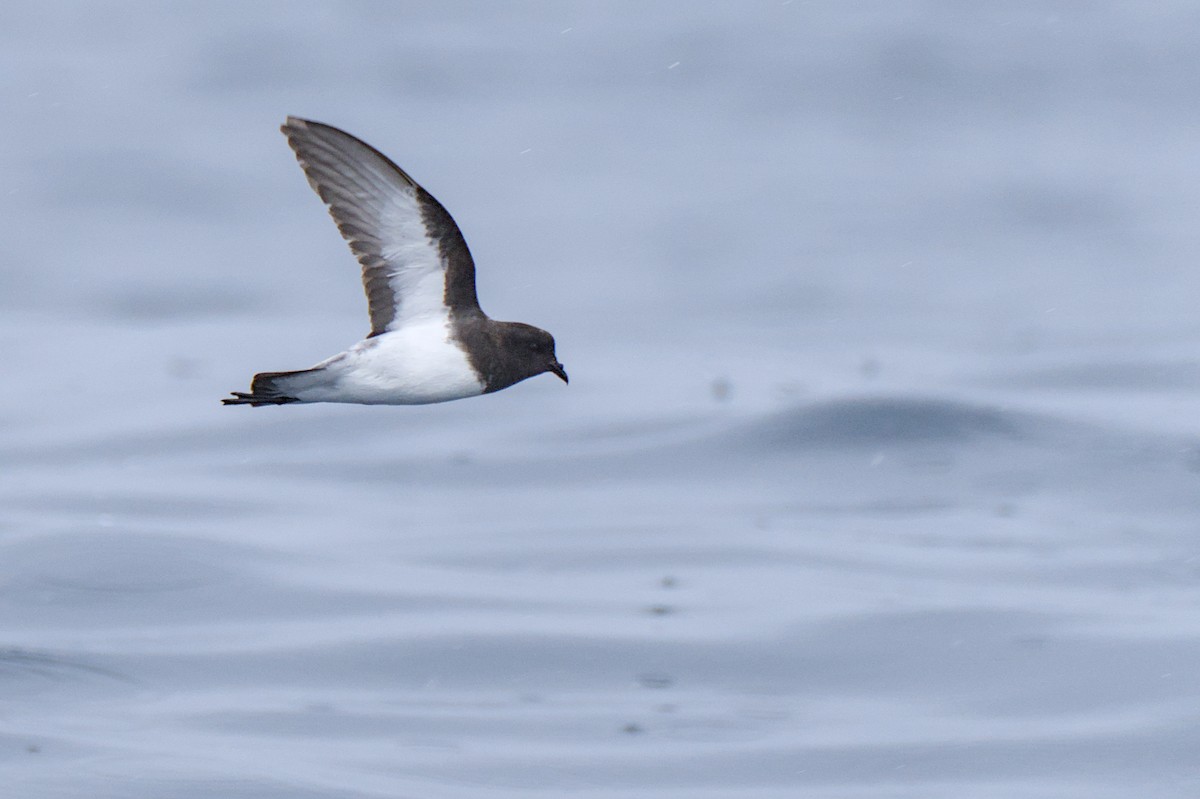 Gray-backed Storm-Petrel - ML614554601