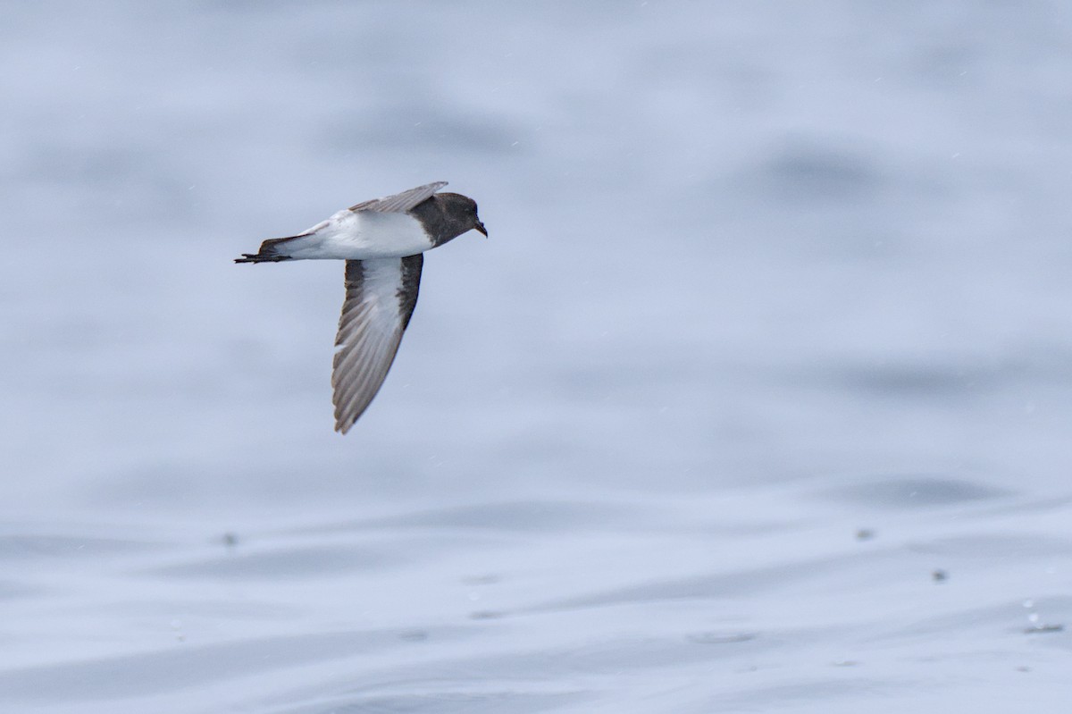 Gray-backed Storm-Petrel - Christopher Tuffley