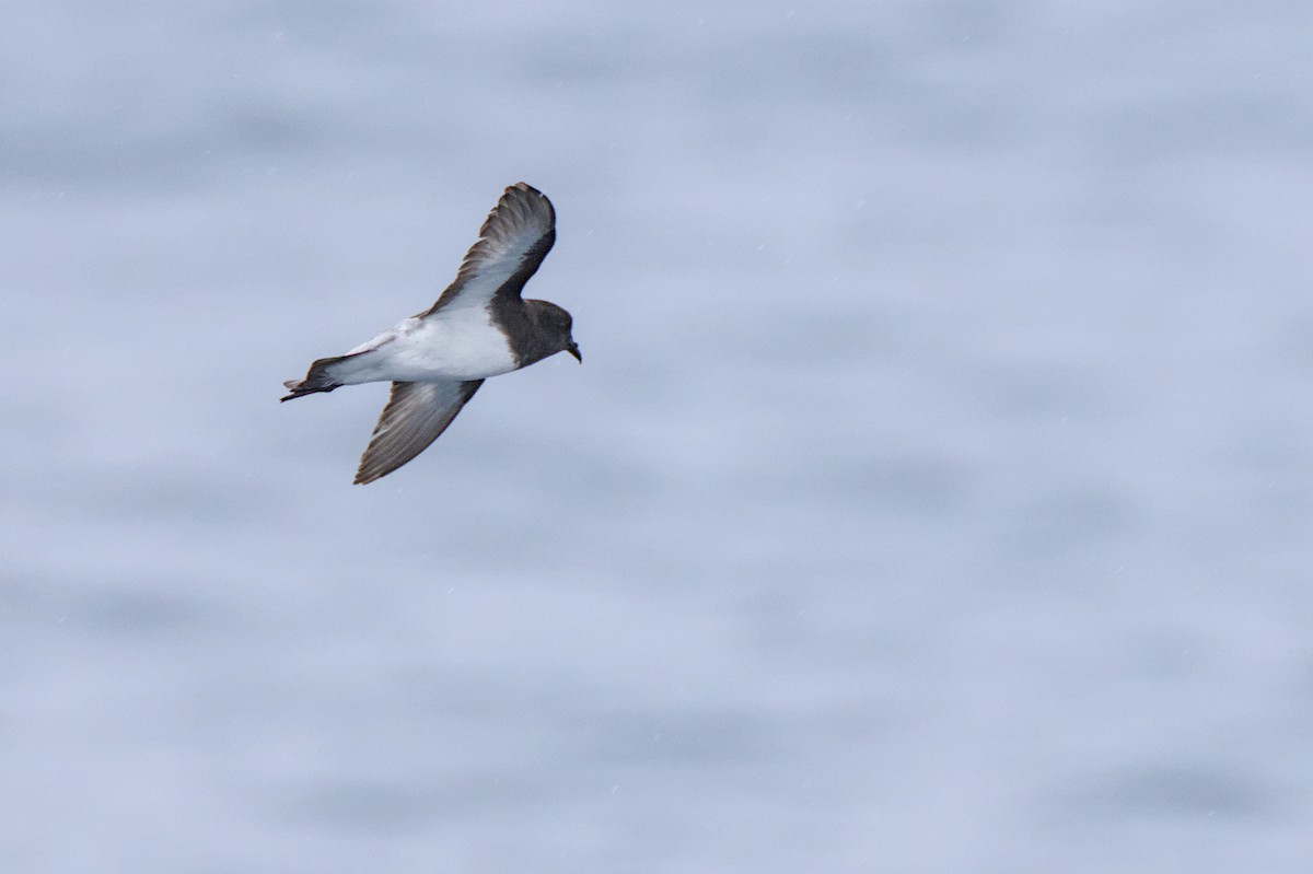 Gray-backed Storm-Petrel - ML614554610