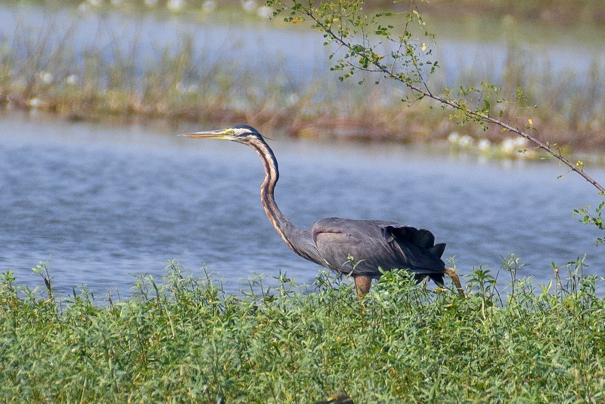 Purple Heron - ML614554616