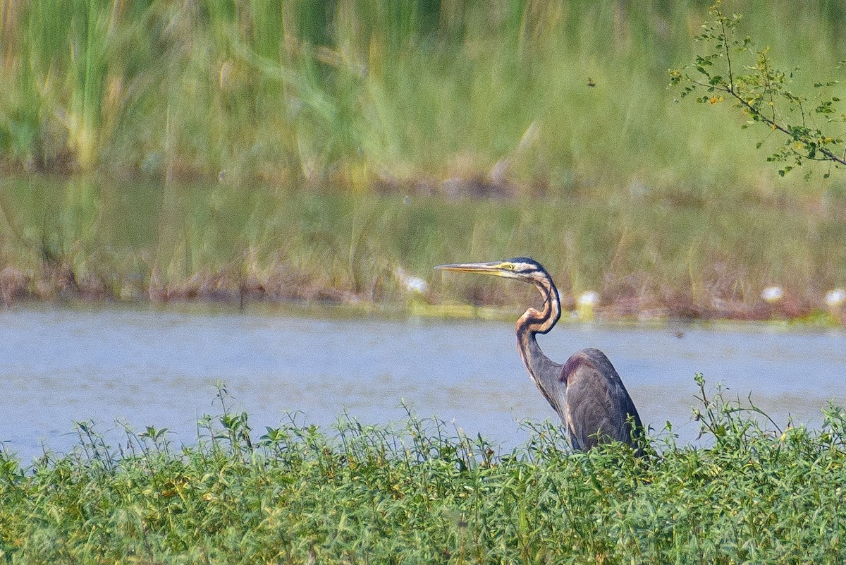 Purple Heron - ML614554617