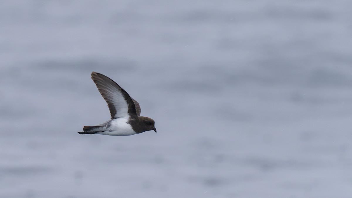 Gray-backed Storm-Petrel - ML614554619