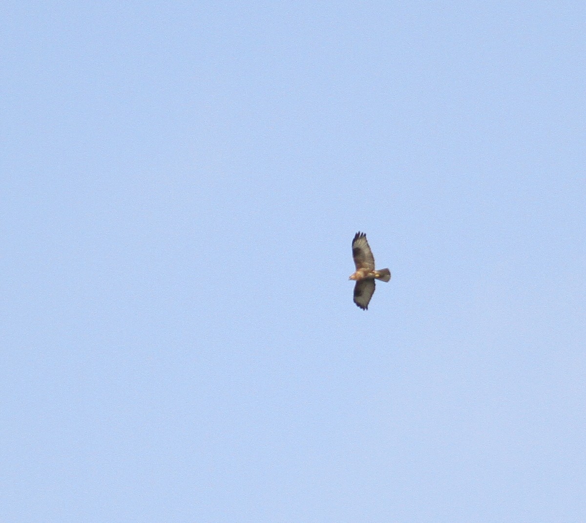 Himalayan/Eastern Buzzard - ML614554626