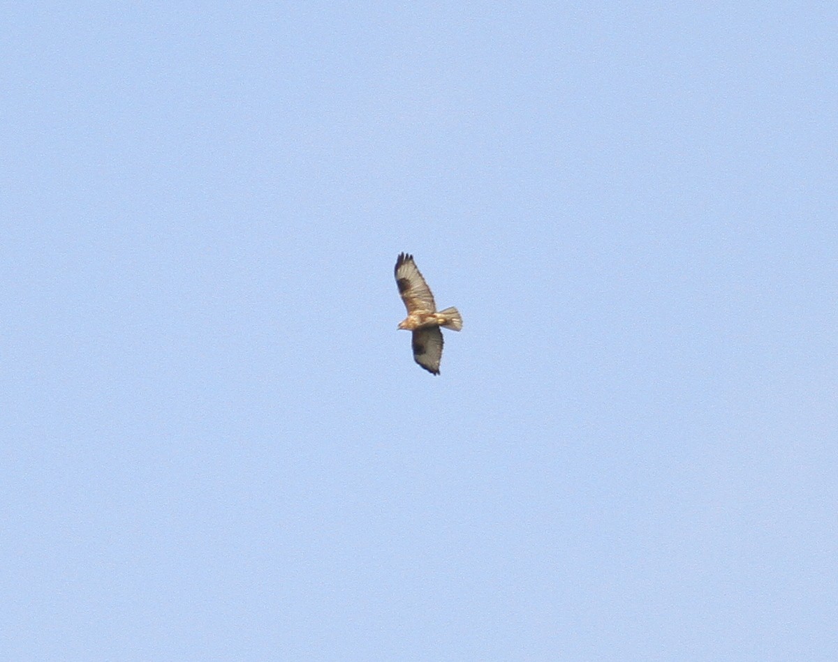 Himalayan/Eastern Buzzard - ML614554629