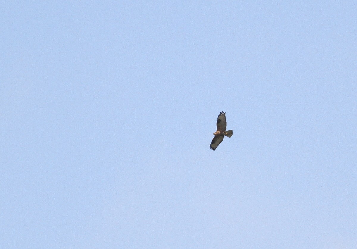 Himalayan/Eastern Buzzard - ML614554632