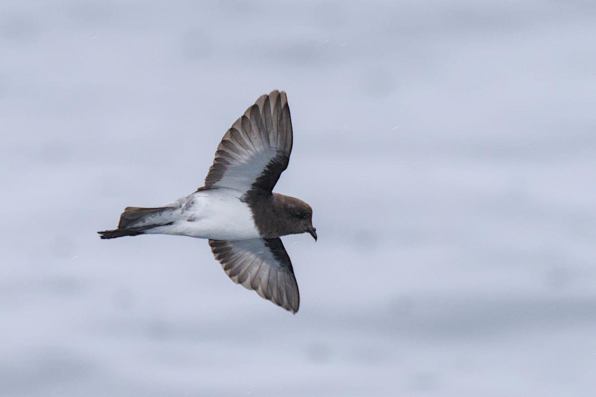 Gray-backed Storm-Petrel - ML614554634