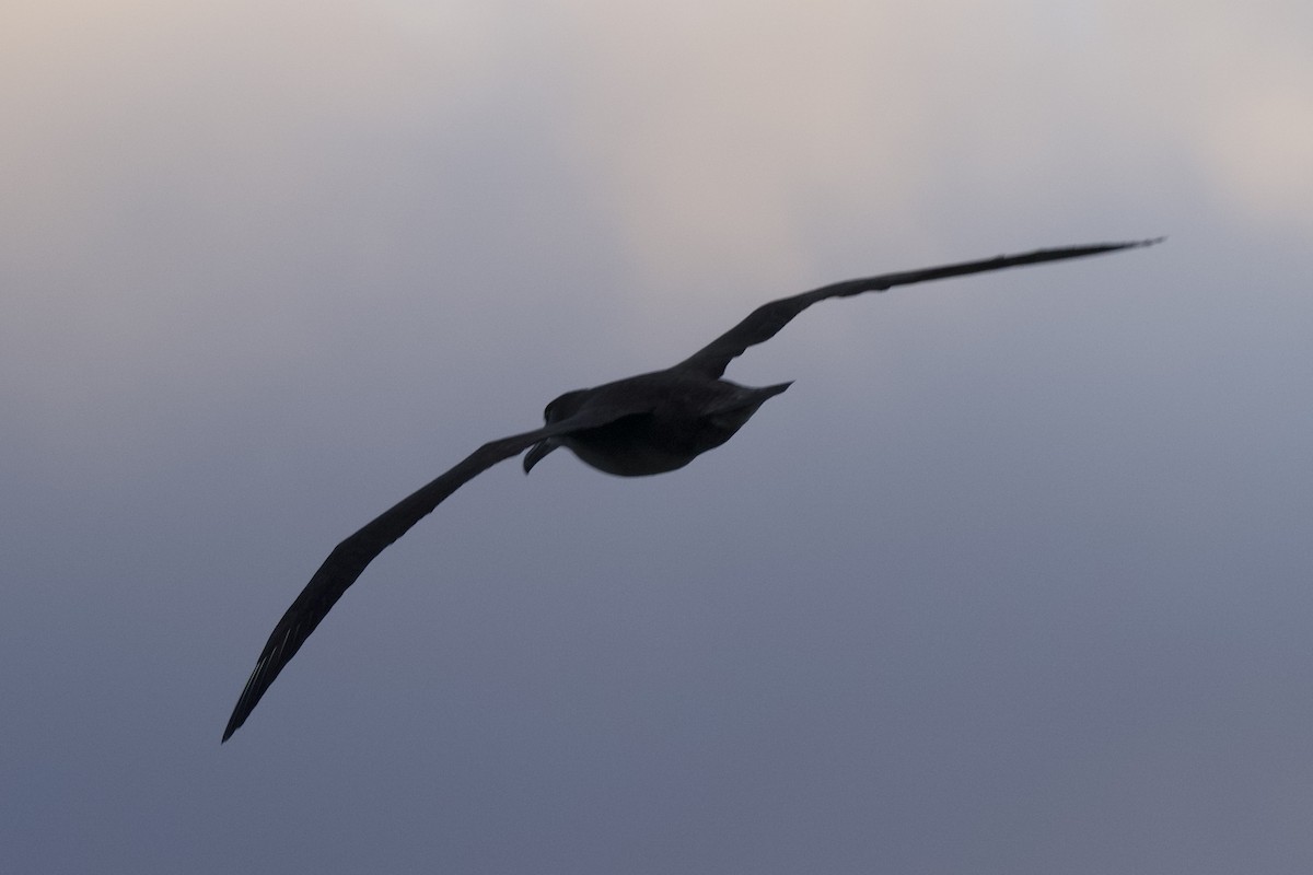 Черноногий альбатрос - ML614554769