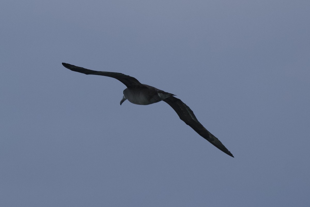 Черноногий альбатрос - ML614554770