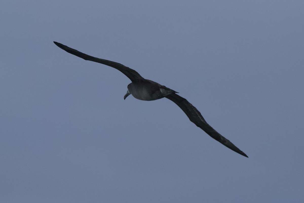 Черноногий альбатрос - ML614554771