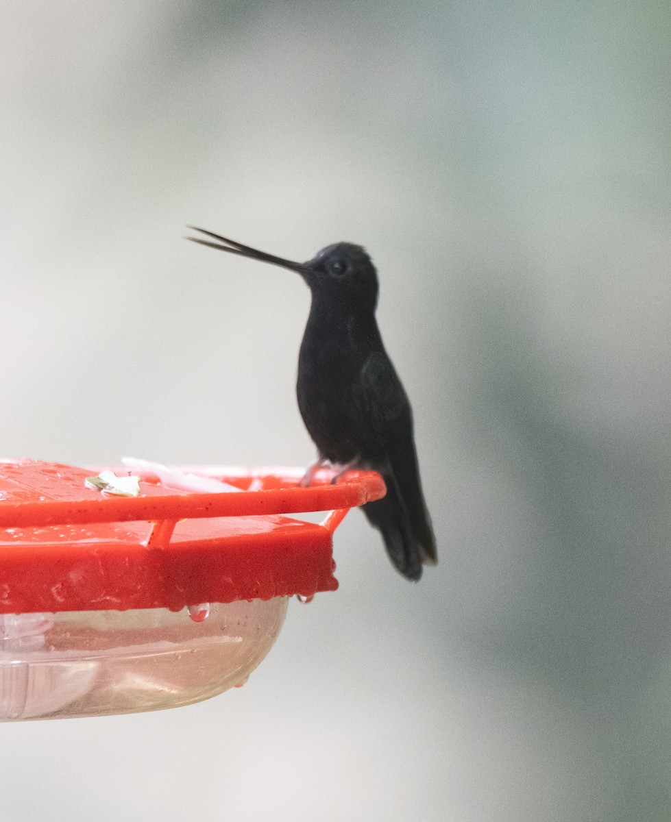 Blue-fronted Lancebill - Koren Mitchell