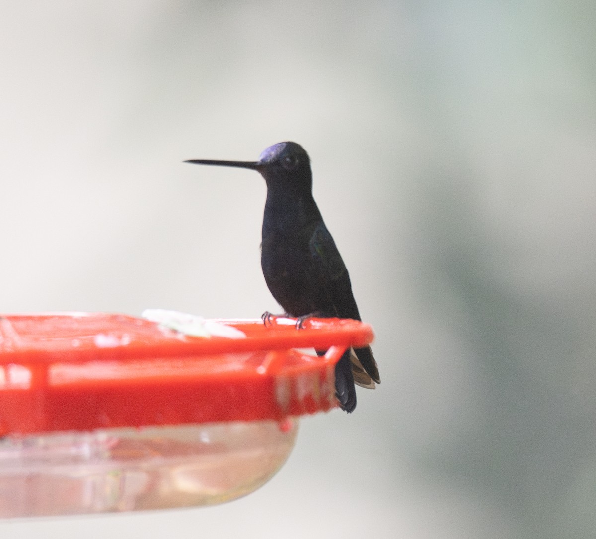 Blue-fronted Lancebill - Koren Mitchell