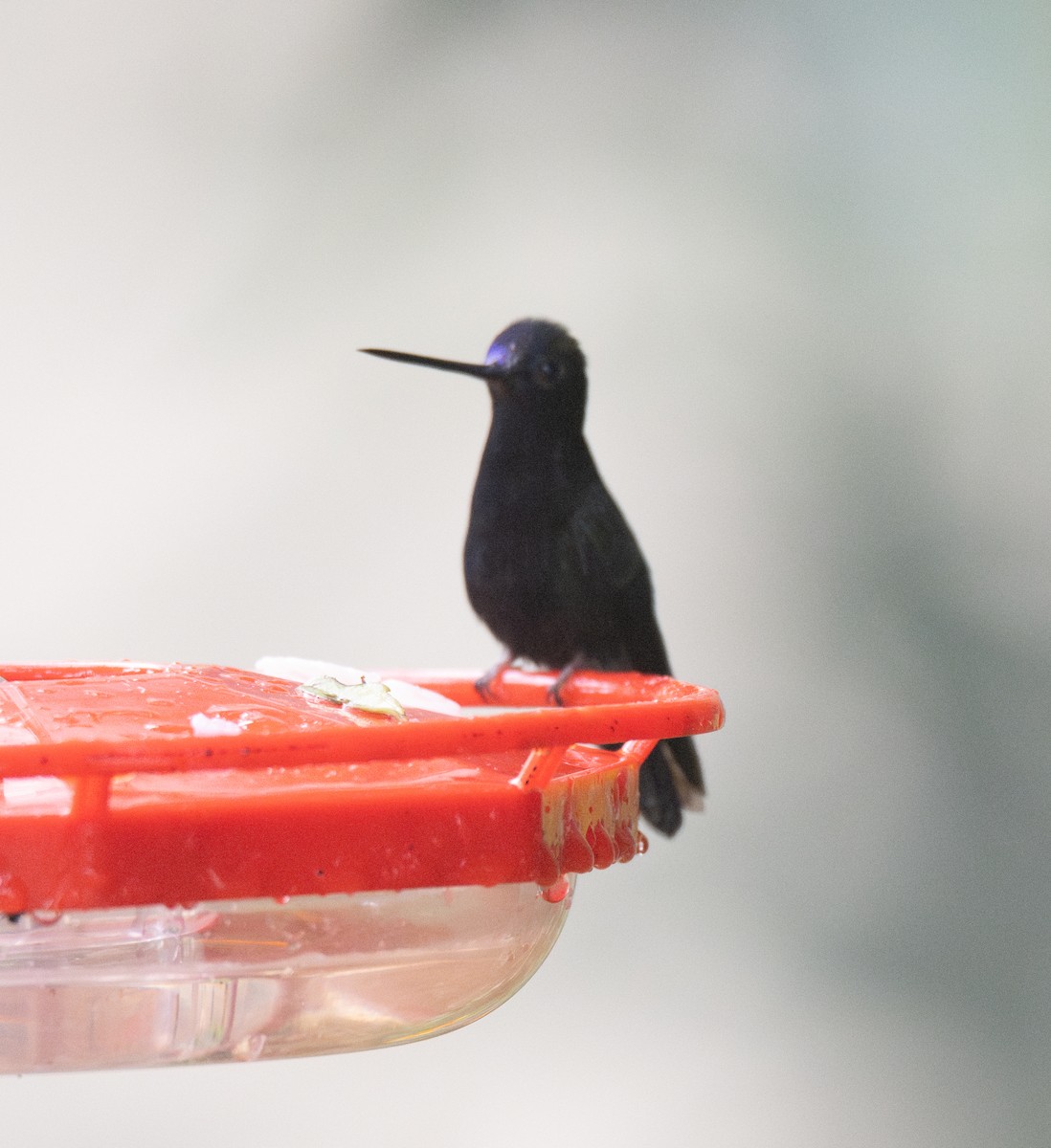 Blue-fronted Lancebill - Koren Mitchell