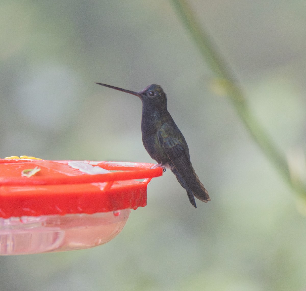 Blue-fronted Lancebill - Koren Mitchell