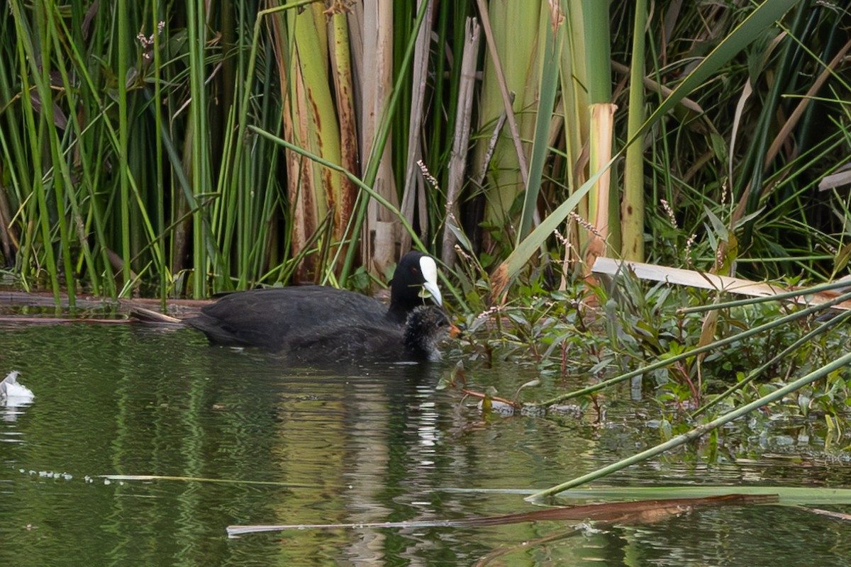 Eurasian Coot - ML614554802