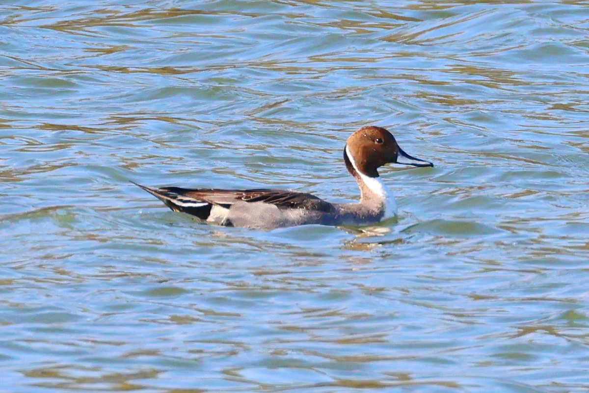 Northern Pintail - ML614554840