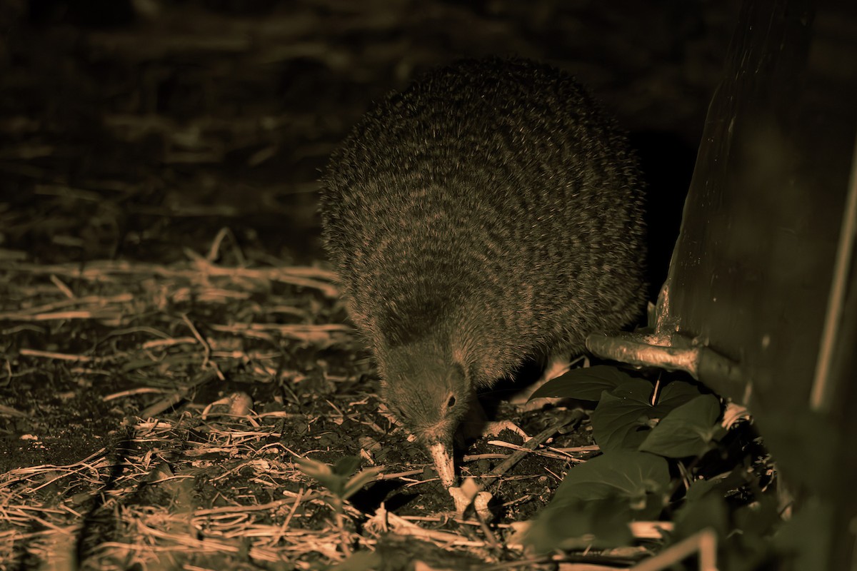 Little Spotted Kiwi - ML614554878