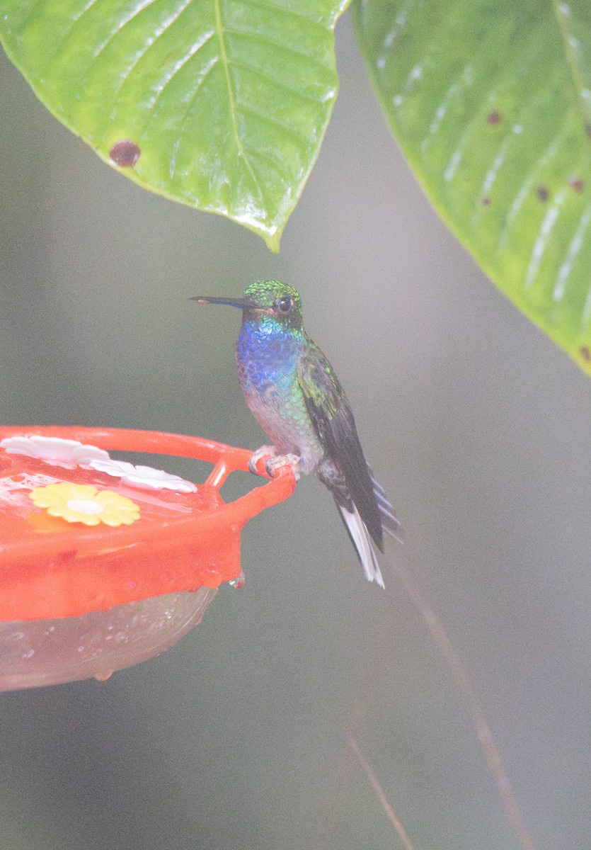 Colibrí de Bouguer Oriental - ML614554894