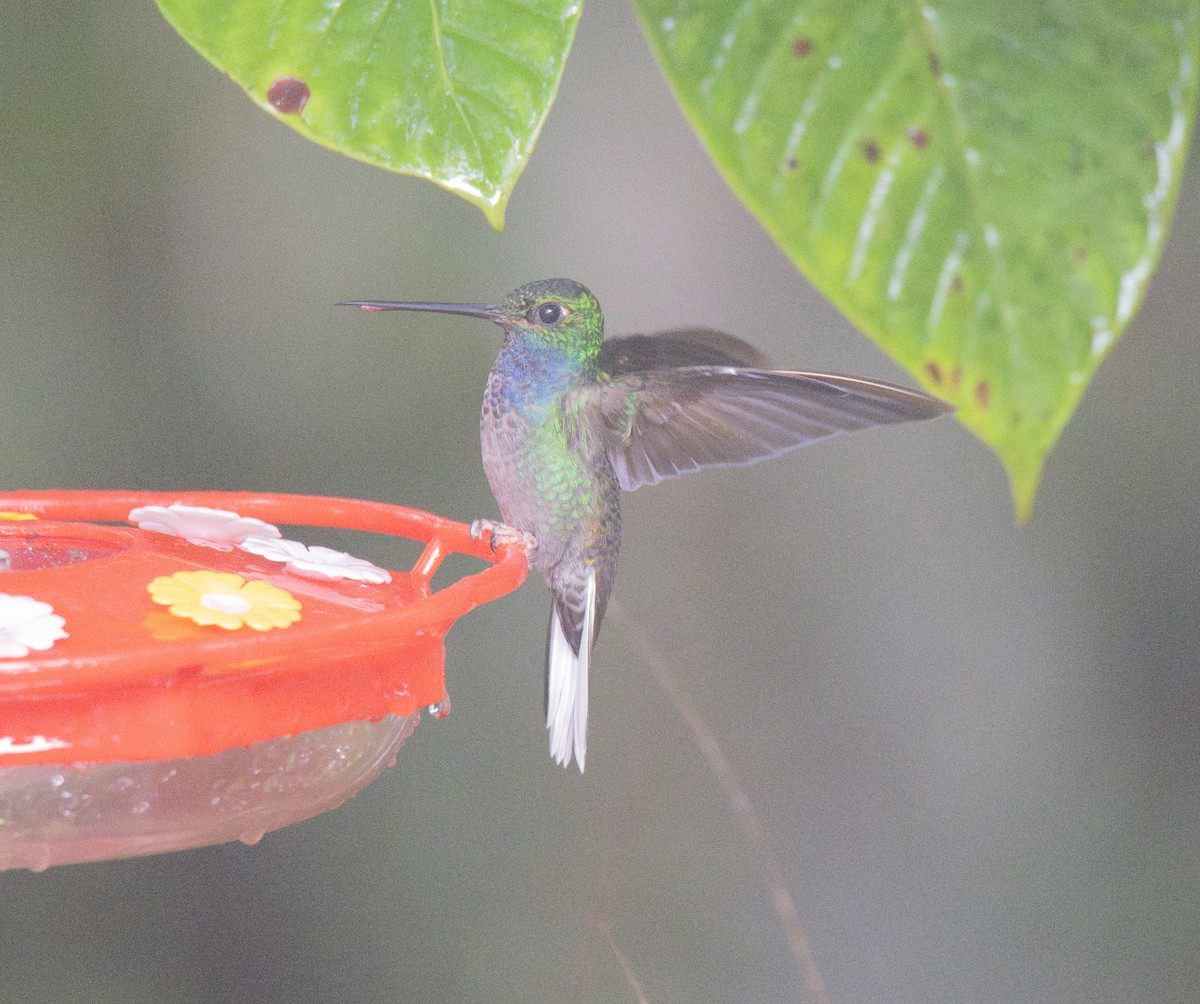 Green-backed Hillstar - ML614554895