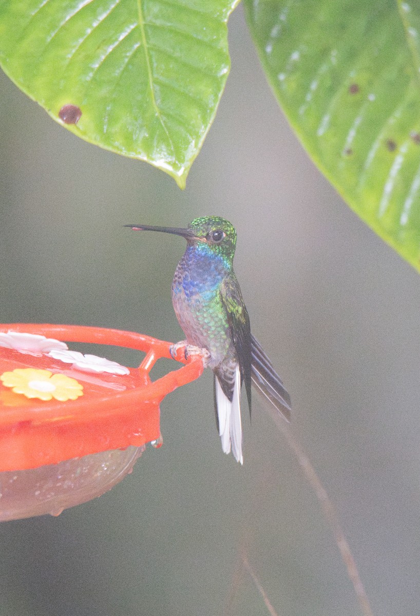 Colibri à queue blanche - ML614554896