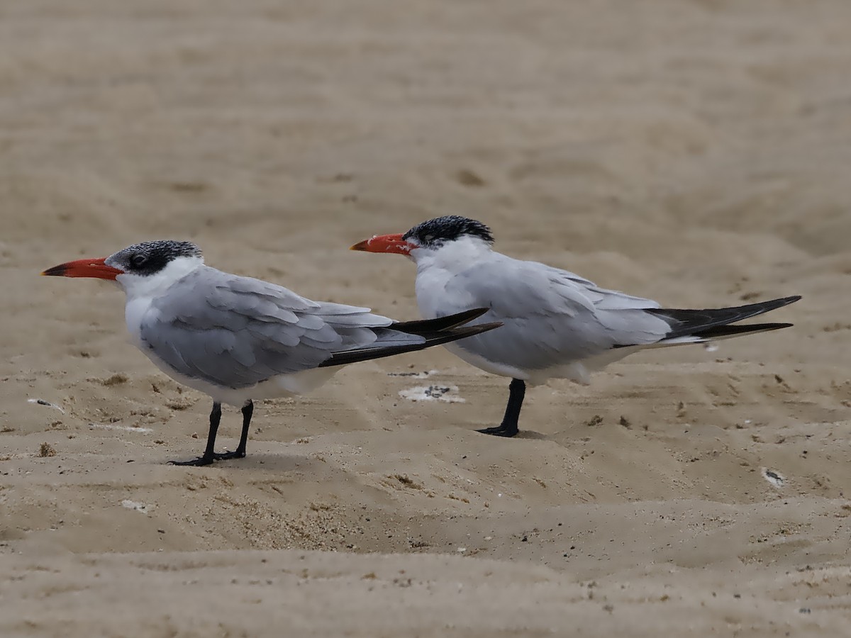 Caspian Tern - Allan Johns