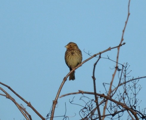 Corn Bunting - Kevin Guest