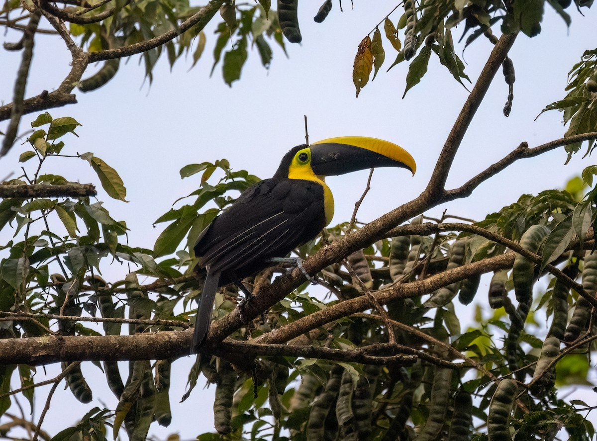 Yellow-throated Toucan (Black-mandibled) - ML614554946