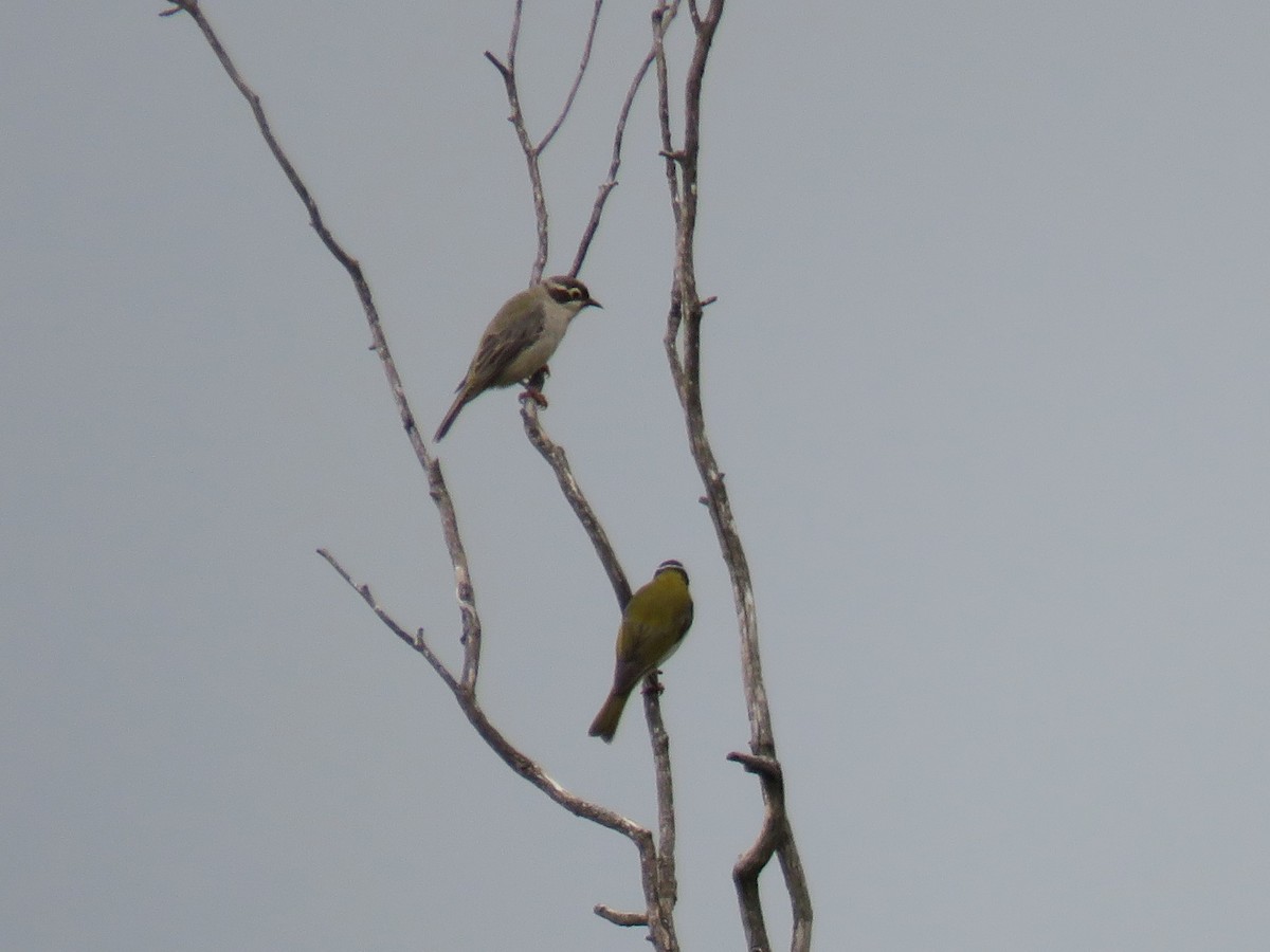 Brown-headed Honeyeater - ML614555028