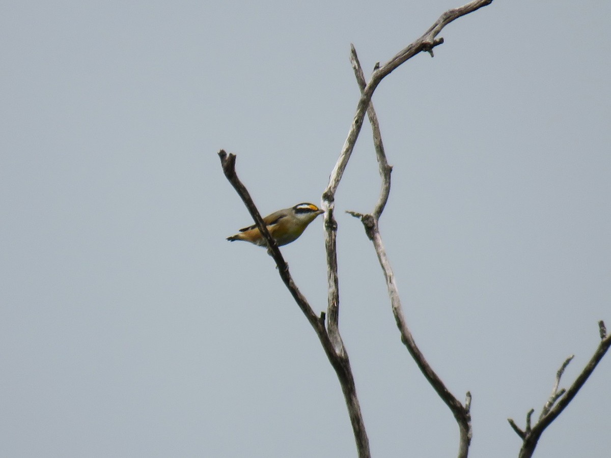 Streifenpanthervogel - ML614555081