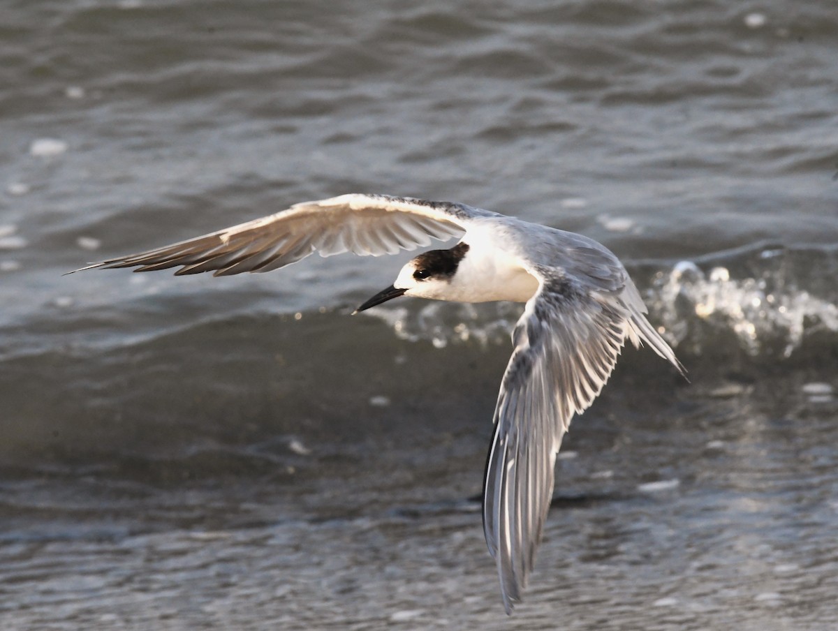 Sandwich Tern - mathew thekkethala