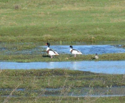 Common Shelduck - Kevin Guest