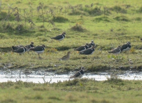 European Golden-Plover - Kevin Guest