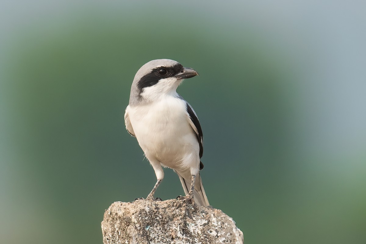 Great Gray Shrike - ML614555219