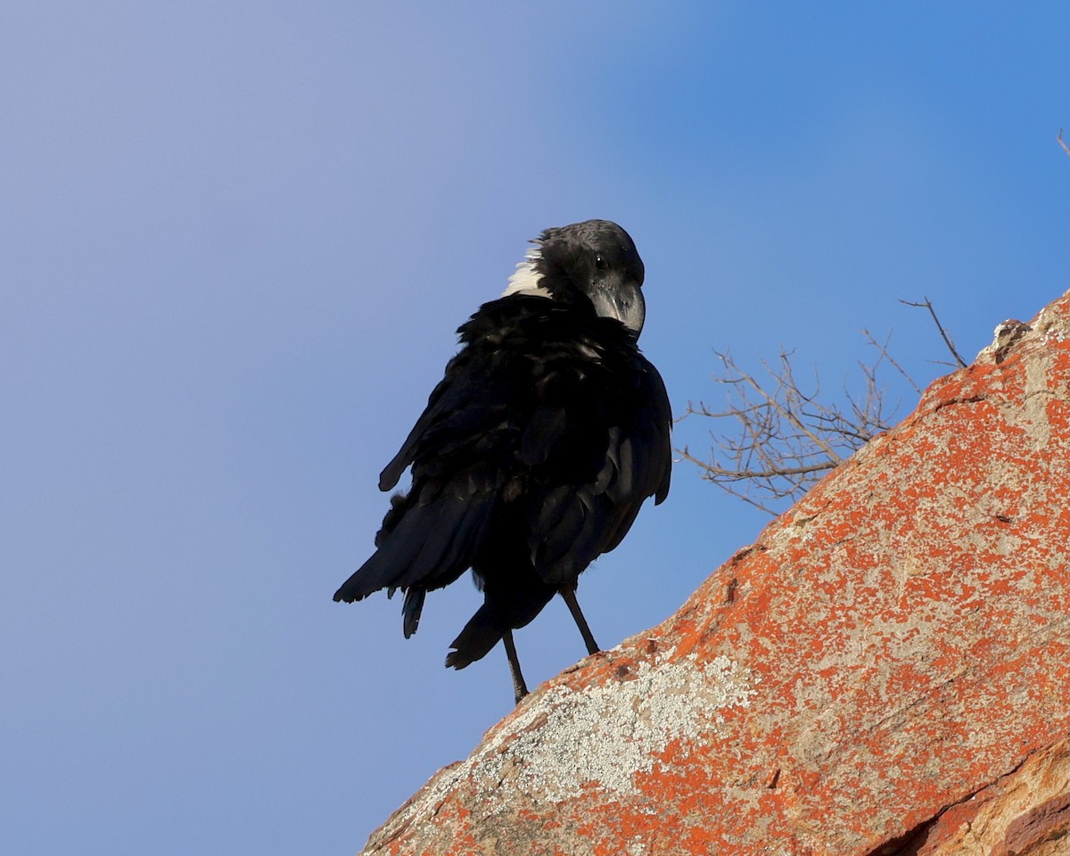 White-necked Raven - ML614555278