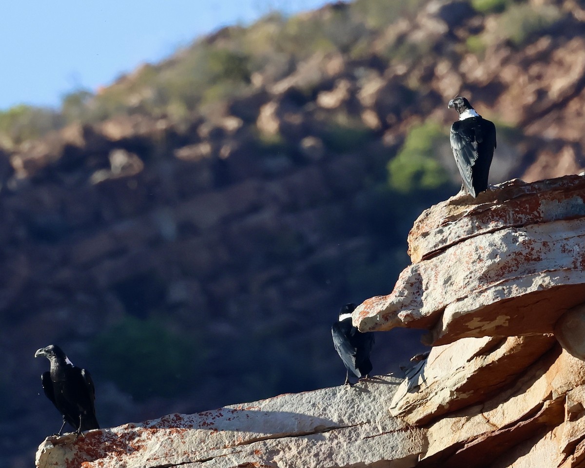 White-necked Raven - ML614555279