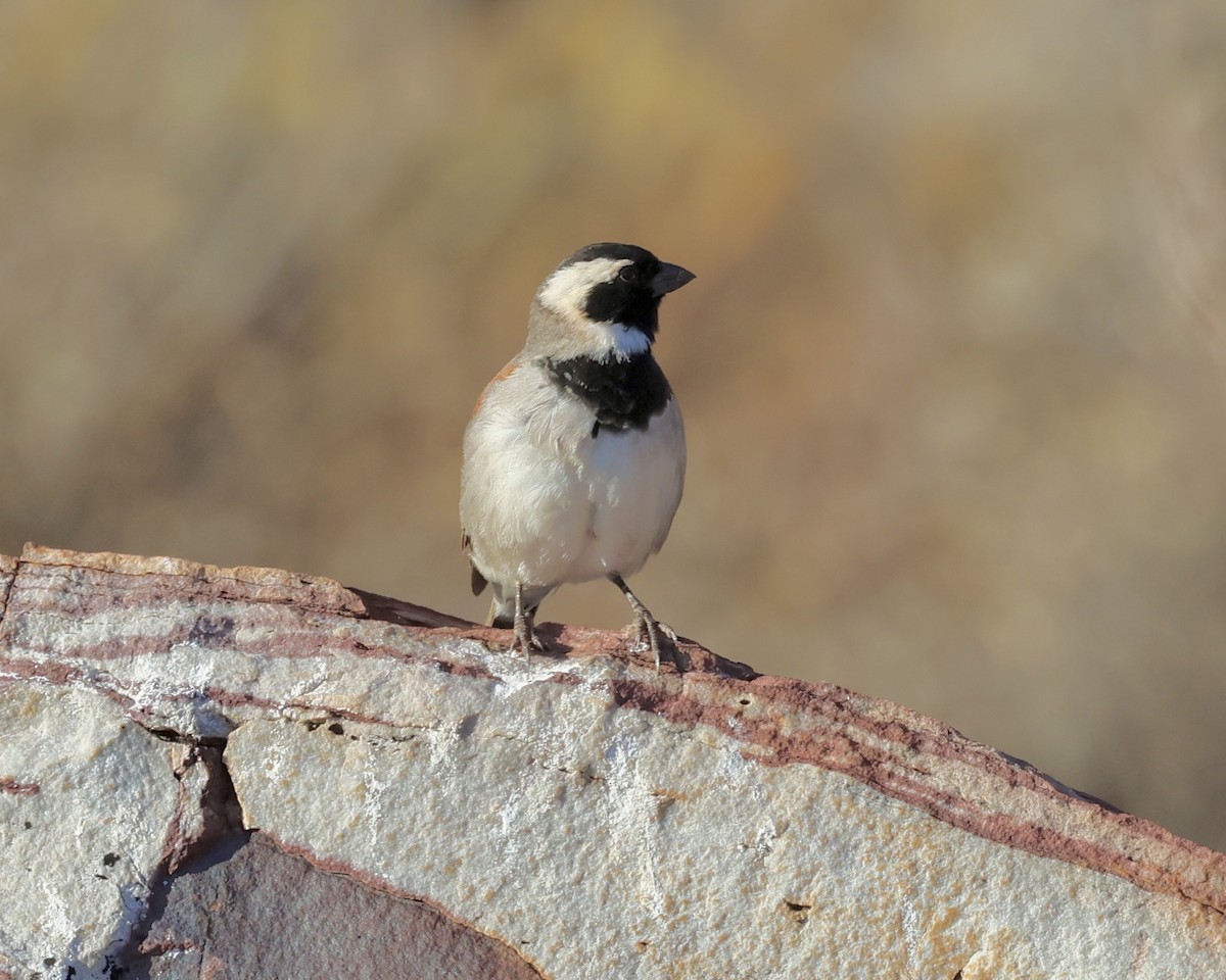 Cape Sparrow - ML614555328