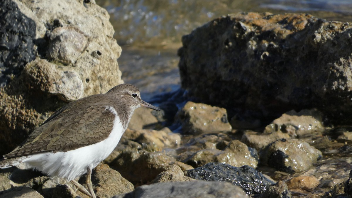 Common Sandpiper - Morgan Pickering