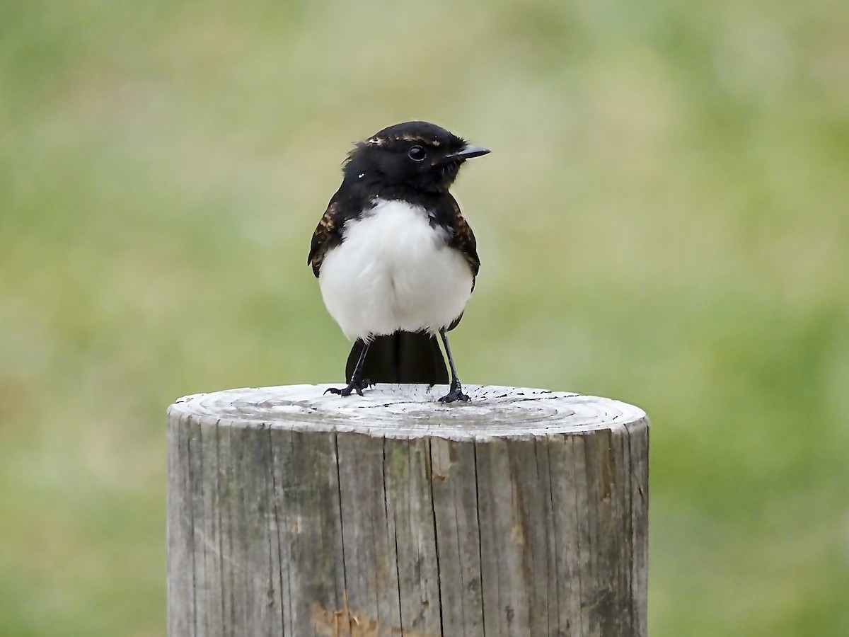 Willie-wagtail - ML614555520