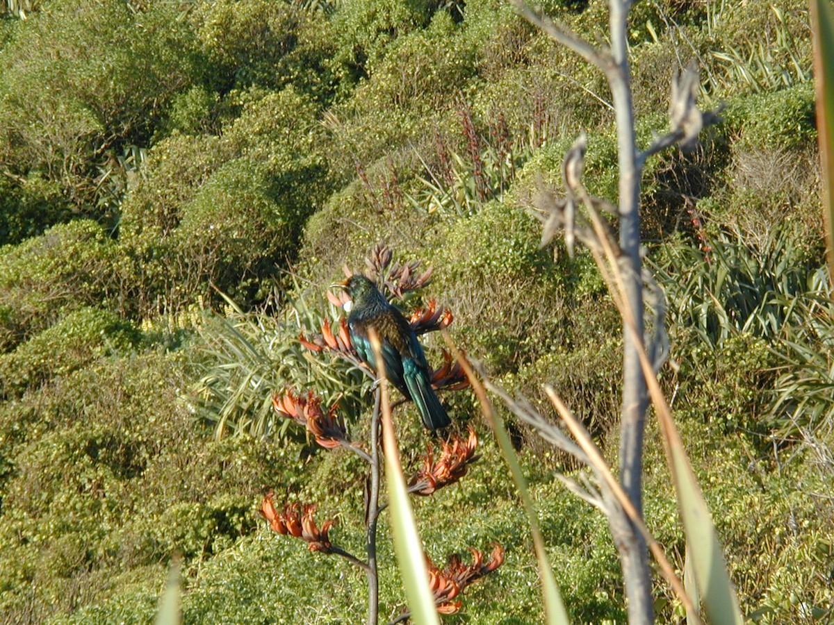 Tui - ML614555534