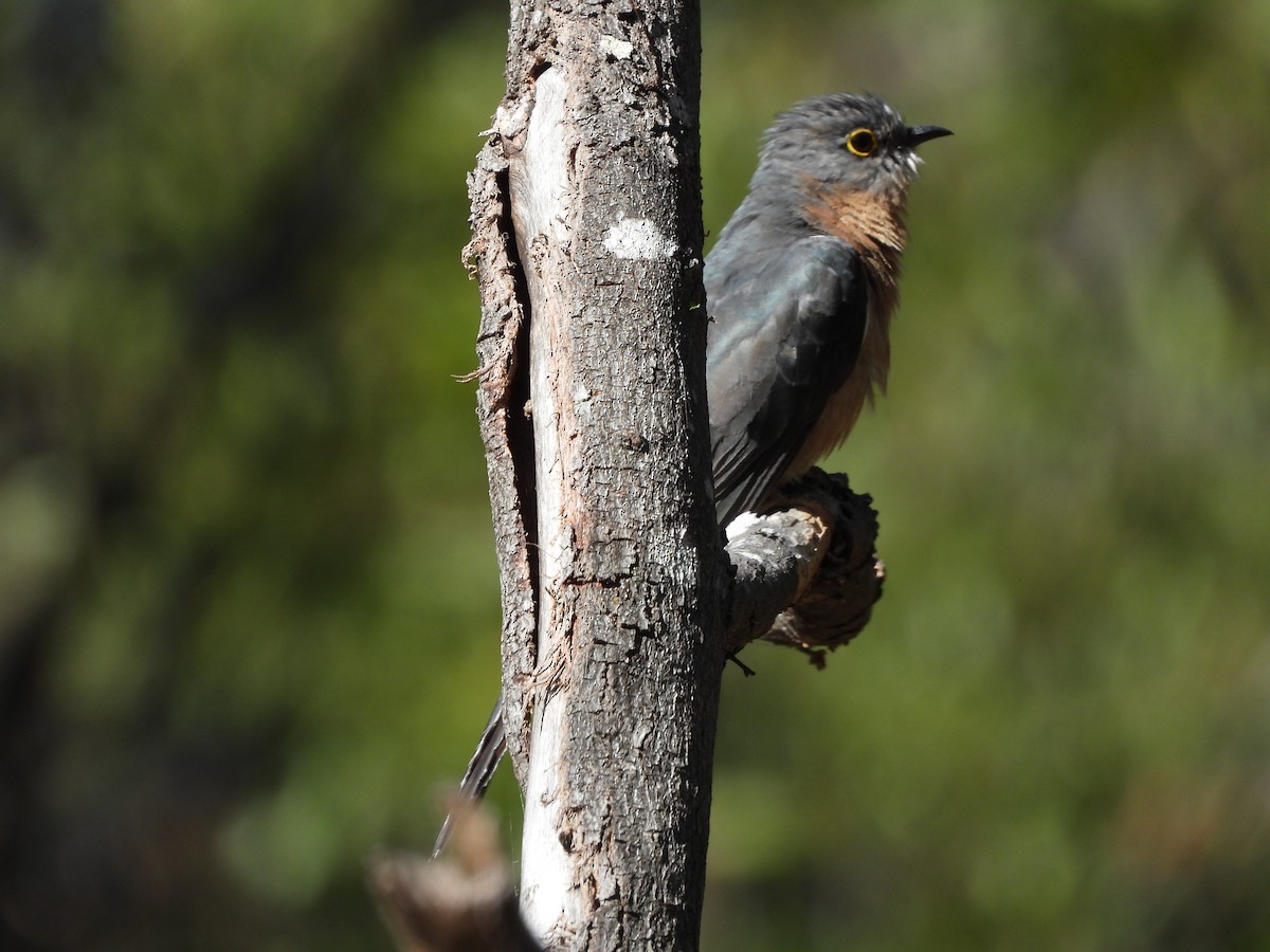 Fan-tailed Cuckoo - ML614555535