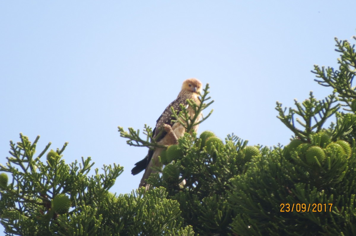 Whistling Kite - ML614555559