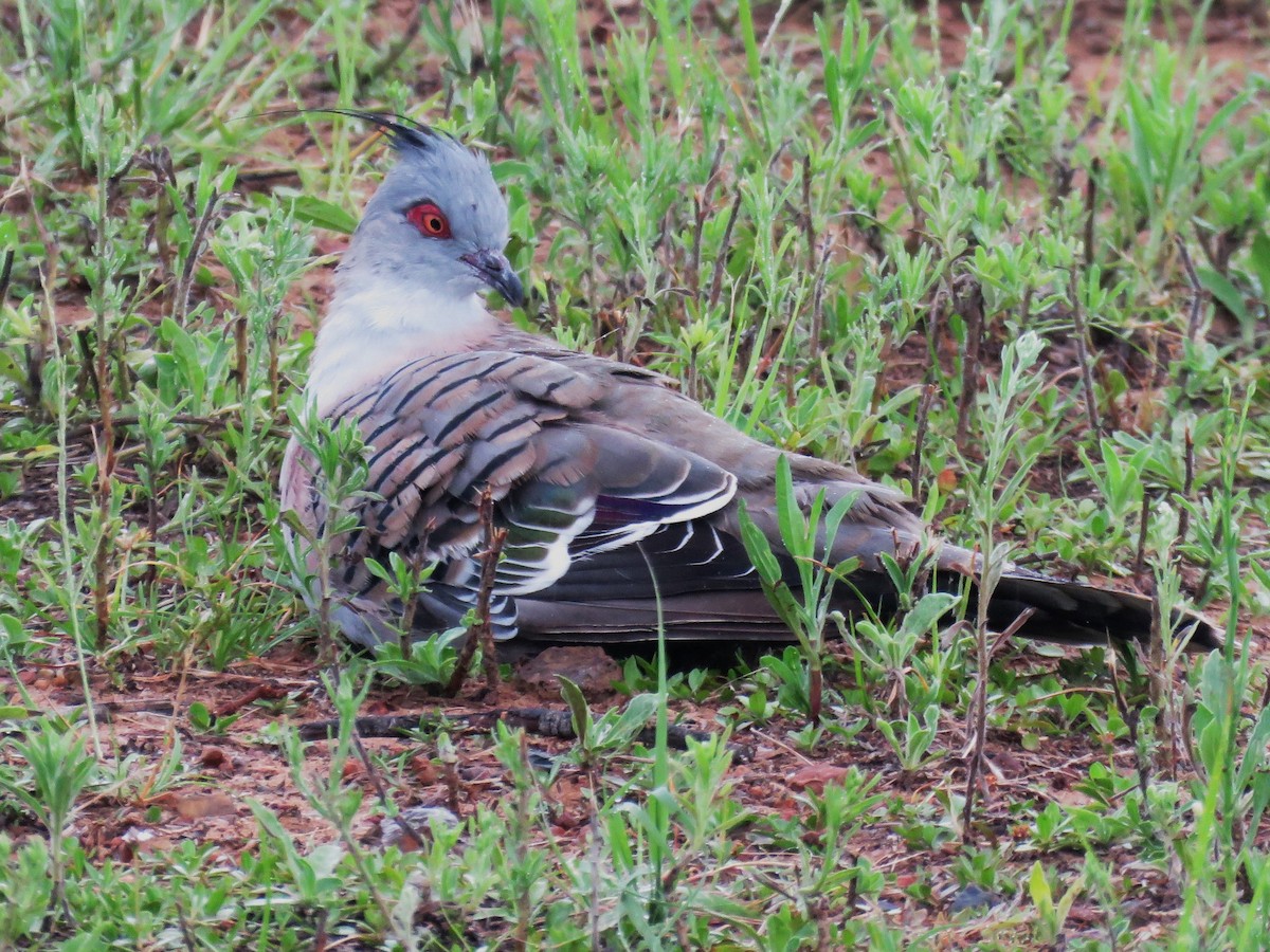 Crested Pigeon - ML614555573