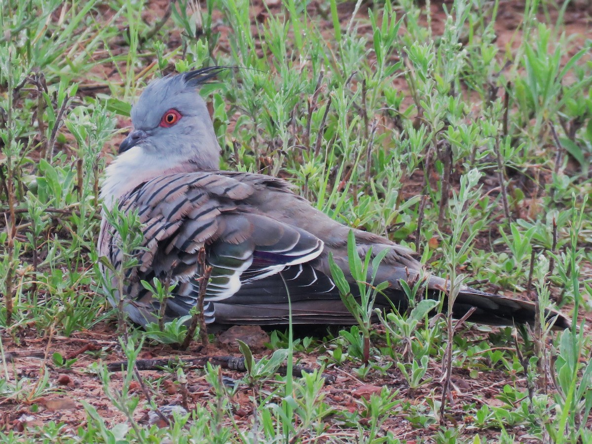 Crested Pigeon - ML614555578